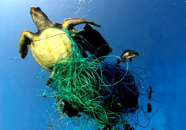 人類很過分!高雄死亡虎鯨胃內有18個塑膠袋_img_3