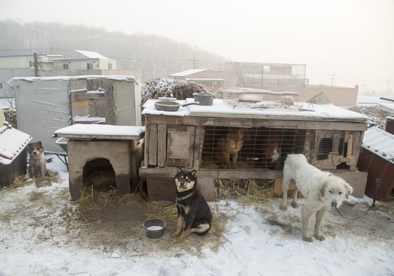 冬奧選手不僅專業,他還解救了韓國狗肉繁殖場的90隻狗狗!_img_3