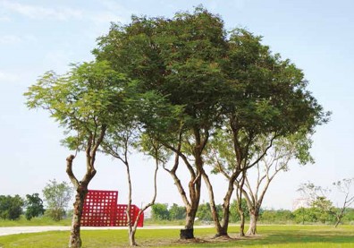 台糖紙漿廠 產業歷史現場