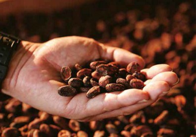 可可 黑金閃耀的屏東之光