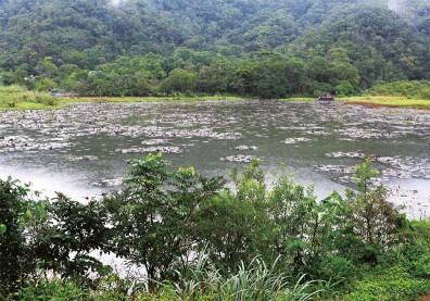 東源濕地 水上草原