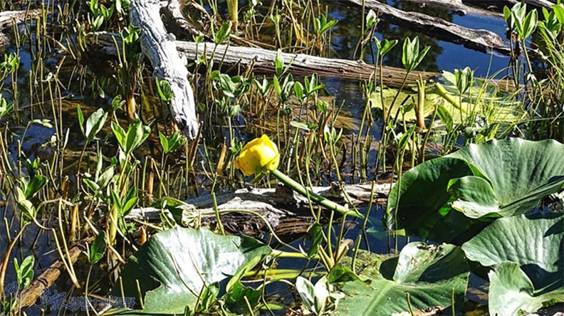 美國洛磯山國家公園山中之湖_img_10
