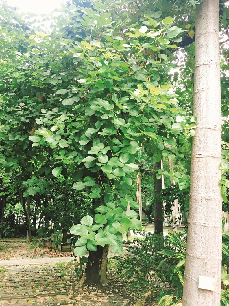 只溶你口不溶你手的黑膠唱片——天然塑膠_img_3
