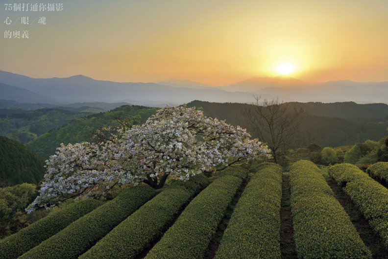 櫻花季來了！攝影重點一把抓_img_2