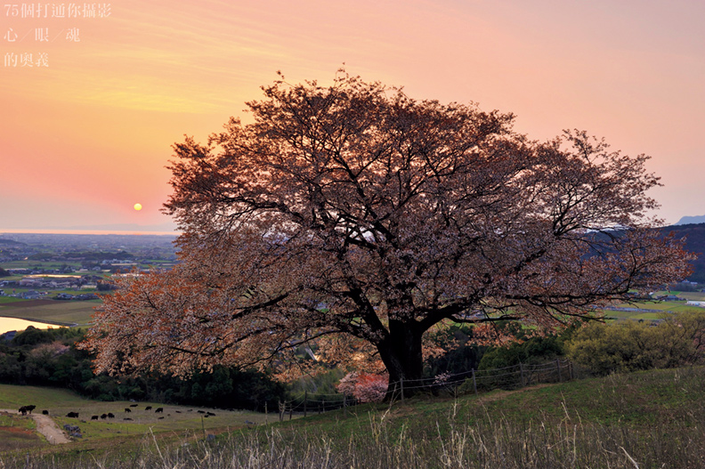 櫻花季來了！攝影重點一把抓_img_4
