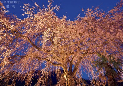 櫻花季來了！攝影重點一把抓