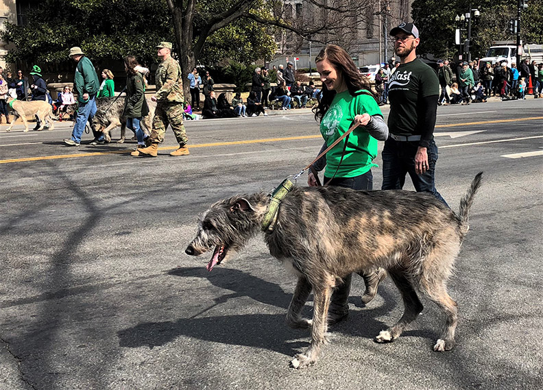 不穿綠就被捏：一起來慶祝聖派屈克節_img_12