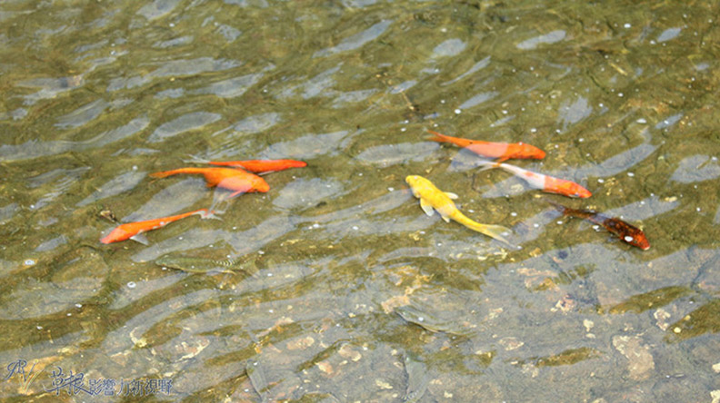 赴一場蘭花之約_img_2