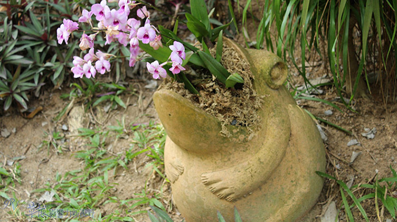 赴一場蘭花之約_img_5