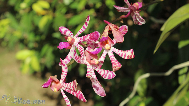 赴一場蘭花之約_img_6