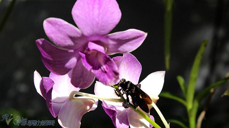 赴一場蘭花之約_img_7