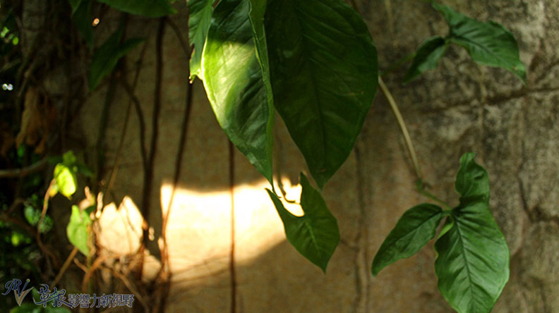 赴一場蘭花之約_img_27