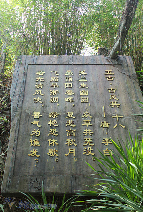 赴一場蘭花之約_img_8