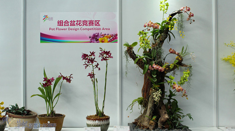 赴一場蘭花之約_img_11