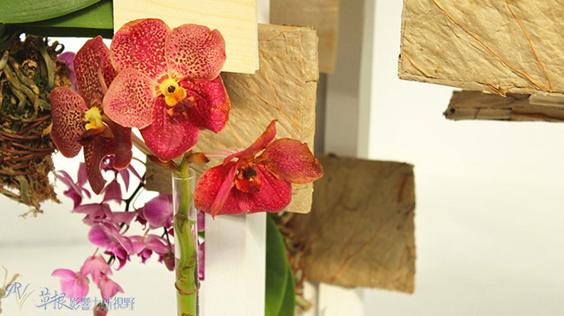 赴一場蘭花之約_img_17