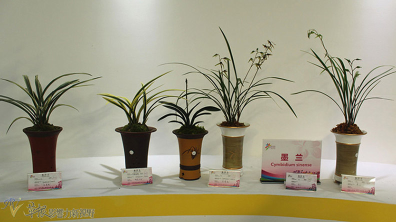 赴一場蘭花之約_img_22