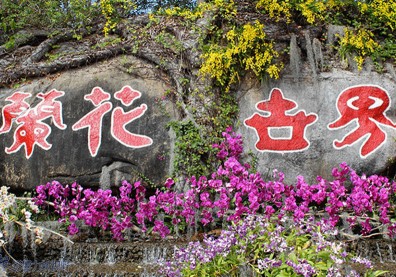 赴一場蘭花之約