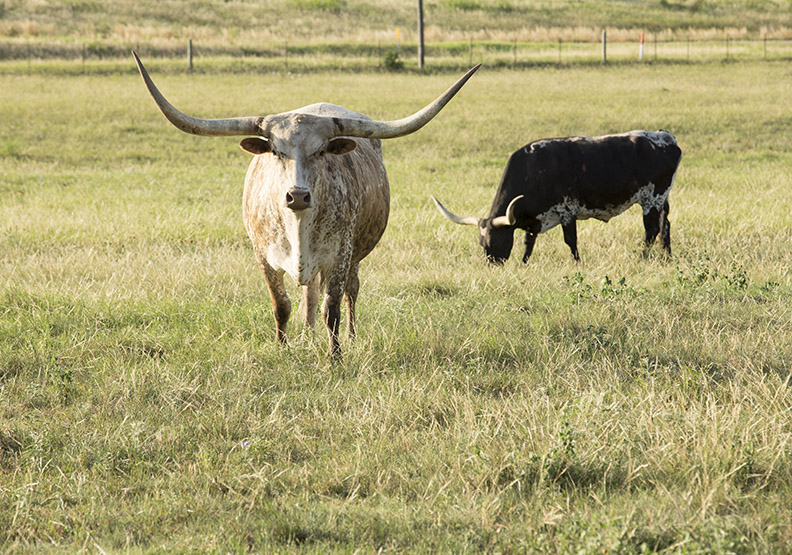 東元德州牛仔 黃茂雄如何看川普拚經濟？_img_3