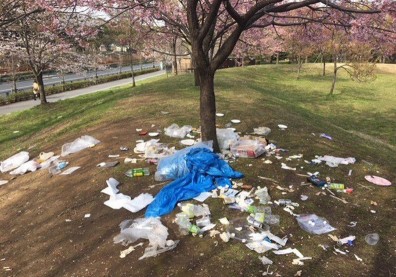 東京最盛賞櫻期 現場照卻讓日本人心碎