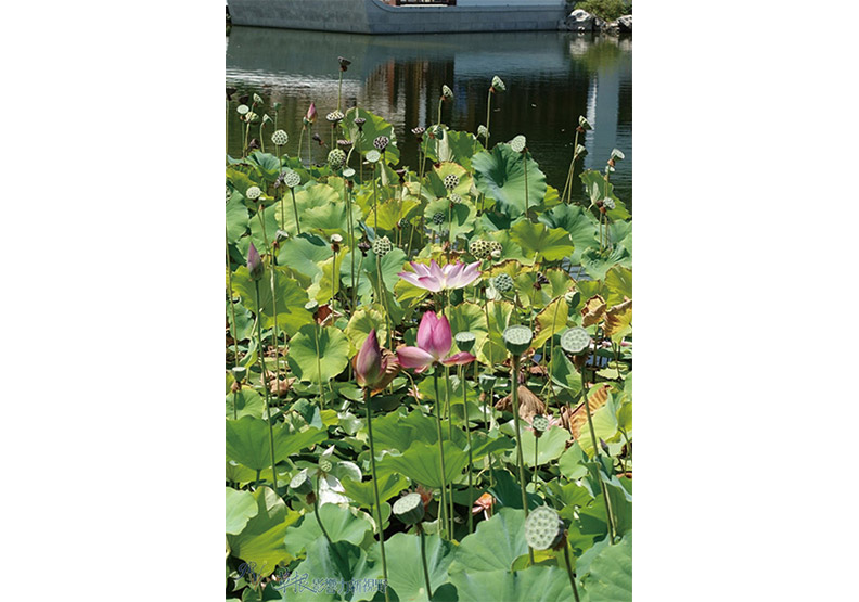 洛杉磯漢庭頓圖書館花園_img_16