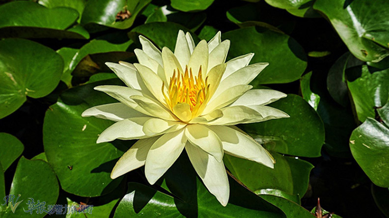 洛杉磯漢庭頓圖書館花園_img_23