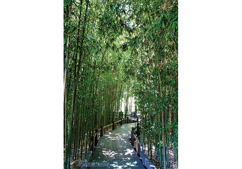 洛杉磯漢庭頓圖書館花園_img_25