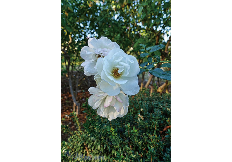 洛杉磯漢庭頓圖書館花園_img_30