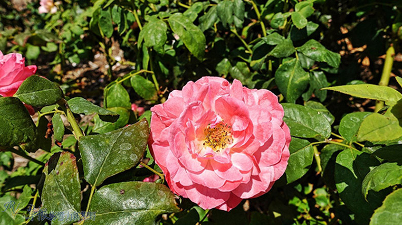 洛杉磯漢庭頓圖書館花園_img_31