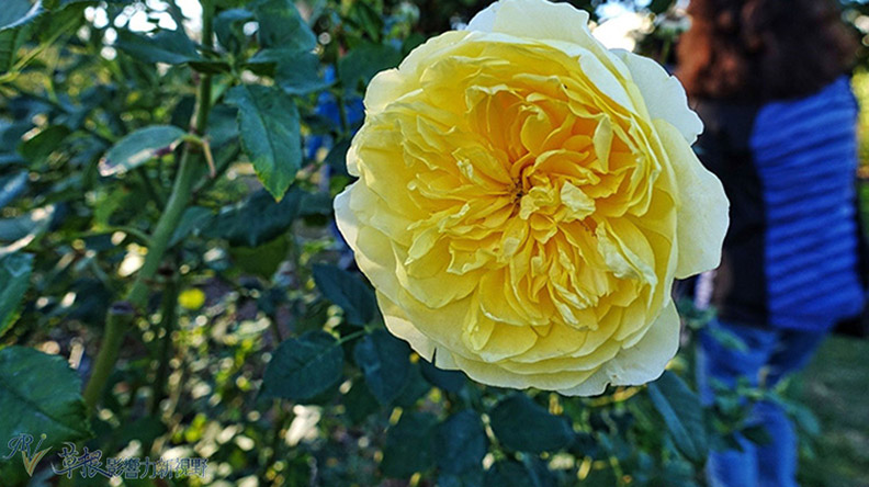 洛杉磯漢庭頓圖書館花園_img_32