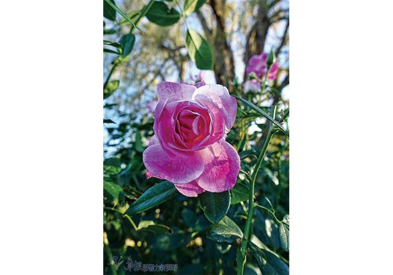 洛杉磯漢庭頓圖書館花園_img_33