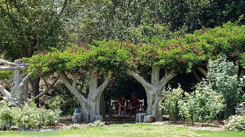 洛杉磯漢庭頓圖書館花園_img_34