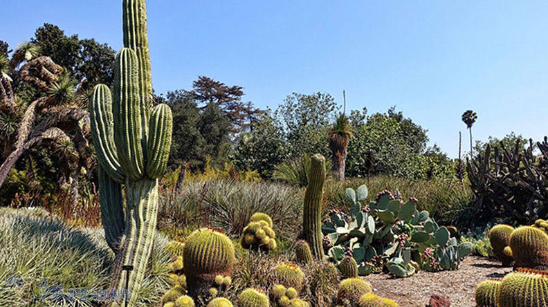 洛杉磯漢庭頓圖書館花園_img_35