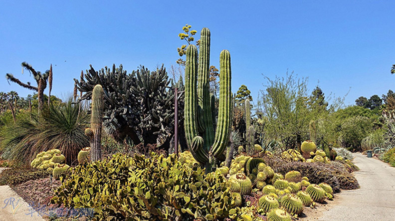 洛杉磯漢庭頓圖書館花園_img_36