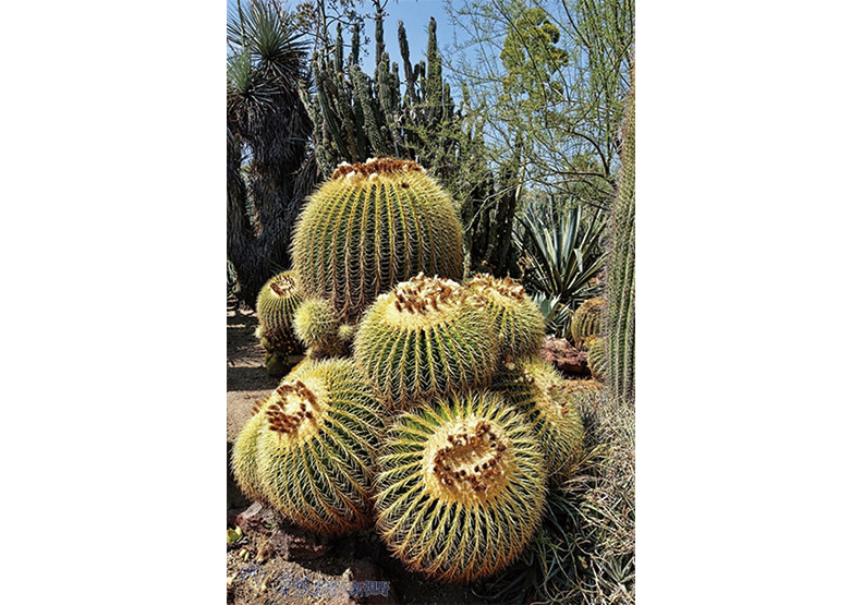 洛杉磯漢庭頓圖書館花園_img_37