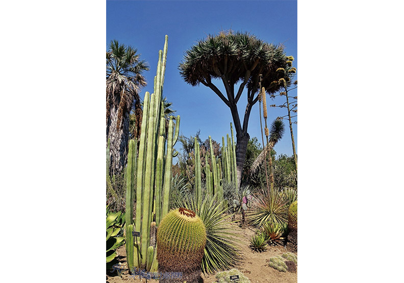 洛杉磯漢庭頓圖書館花園_img_38