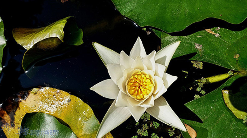 洛杉磯漢庭頓圖書館花園_img_39