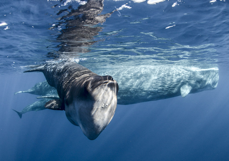 百人耗時3年、走遍22國!金獎團隊記錄下的地球奇蹟_img_5