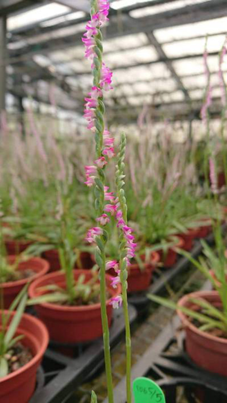 這根草恐壓垮教長？吳茂昆疑美國設公司陸申請專利_img_3