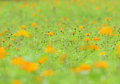 莊子「與物為春」 人生有冬天嗎？