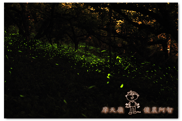 螢光滿溢,您對傻農的支持讓螢火蟲有了家_img_1