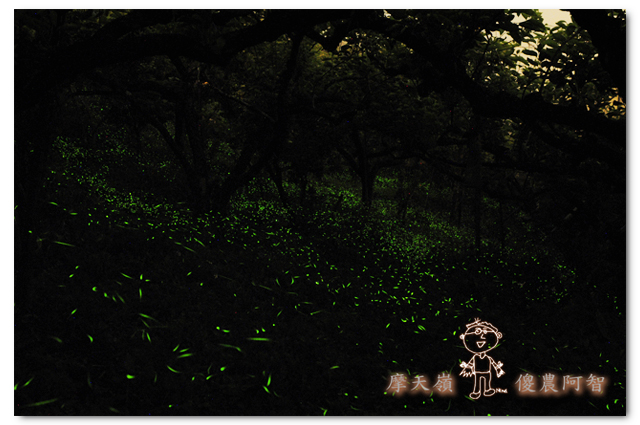 螢光滿溢,您對傻農的支持讓螢火蟲有了家_img_2