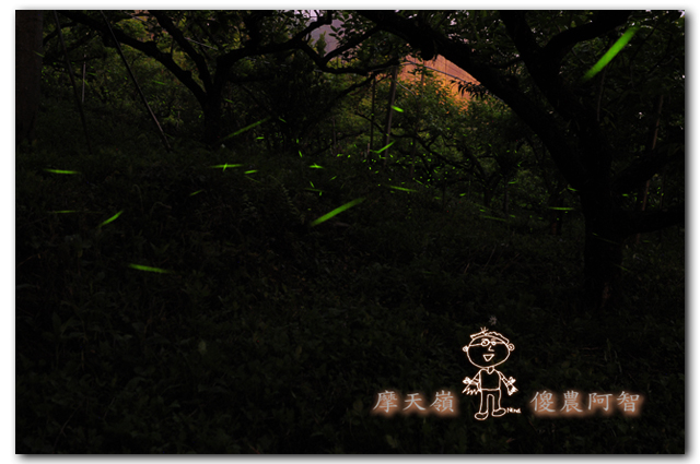 螢光滿溢,您對傻農的支持讓螢火蟲有了家_img_3