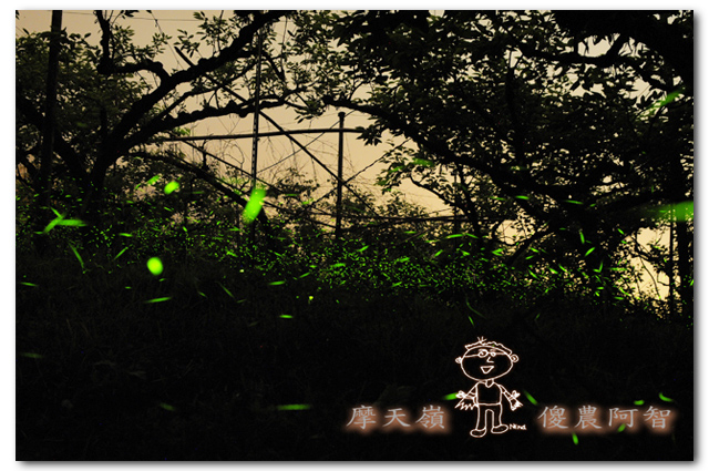 螢光滿溢,您對傻農的支持讓螢火蟲有了家_img_4