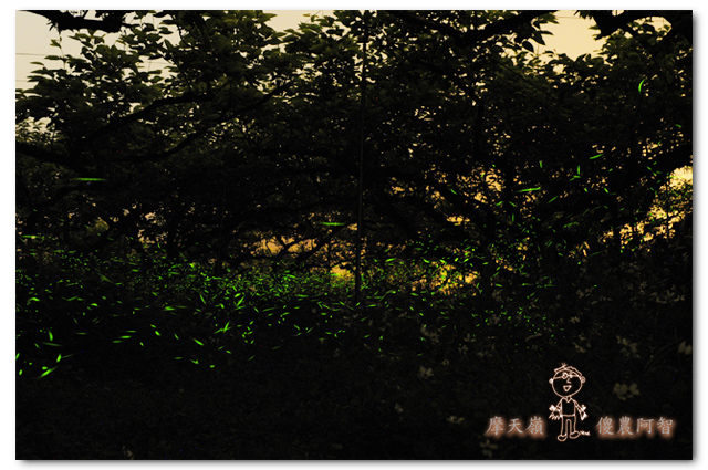 螢光滿溢,您對傻農的支持讓螢火蟲有了家_img_5