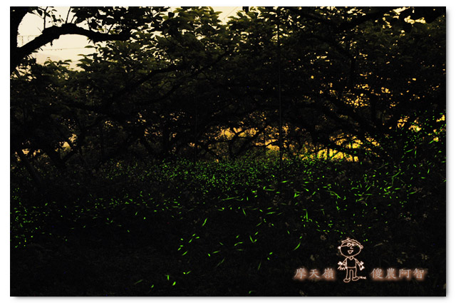 螢光滿溢,您對傻農的支持讓螢火蟲有了家_img_6
