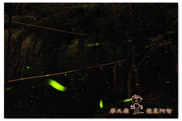 螢光滿溢,您對傻農的支持讓螢火蟲有了家_img_7