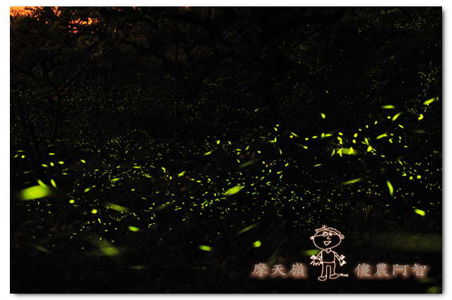 螢光滿溢,您對傻農的支持讓螢火蟲有了家_img_8