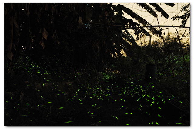 螢光滿溢,您對傻農的支持讓螢火蟲有了家_img_9