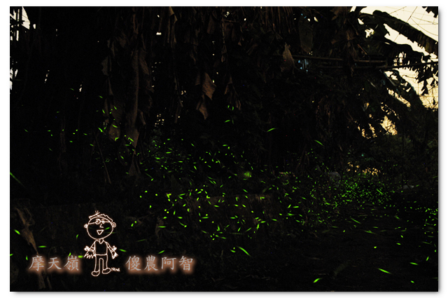 螢光滿溢,您對傻農的支持讓螢火蟲有了家_img_10