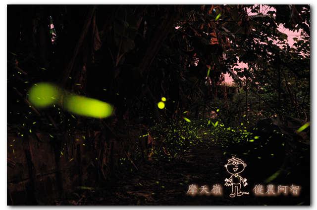 螢光滿溢,您對傻農的支持讓螢火蟲有了家_img_11